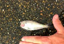 Peces que "cayeron del cielo" al este de Texas, EEUU