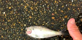 Peces que "cayeron del cielo" al este de Texas, EEUU
