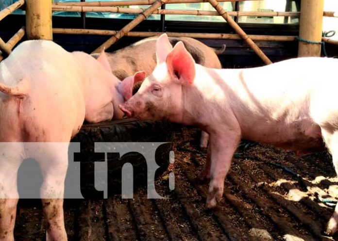 Producción porcina en Nandaime