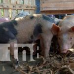 Granja porcina en Nicaragua