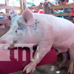 Inauguran módulo de extracción de material genético porcino en Río San Juan