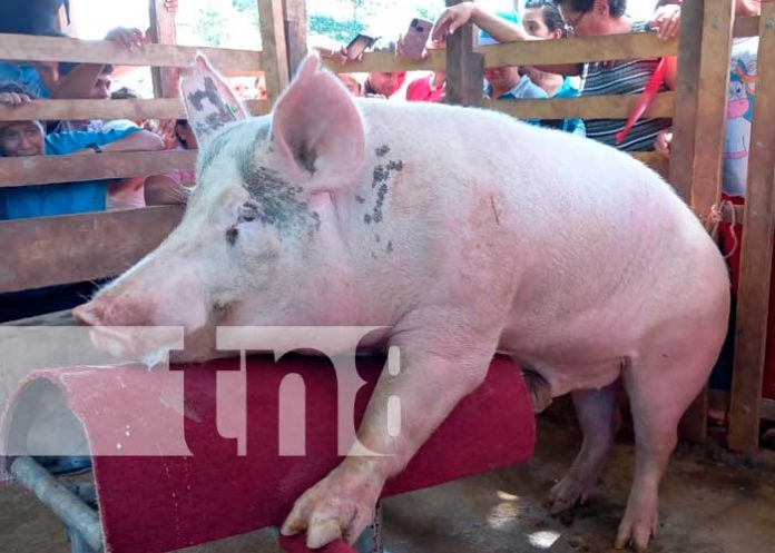 Inauguran módulo de extracción de material genético porcino en Río San Juan