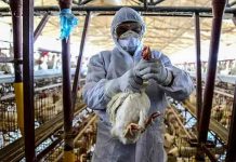 Detectan el primer caso de gripe aviar en Reino Unido Detectan el primer caso de gripe aviar en Reino Unido