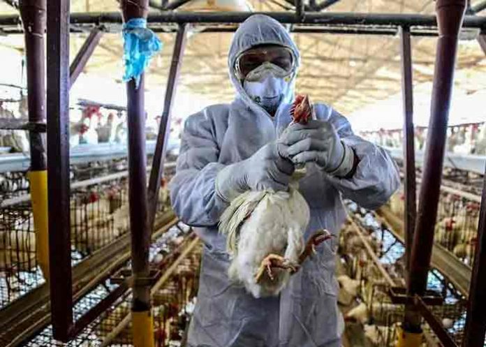 Detectan el primer caso de gripe aviar en Reino Unido