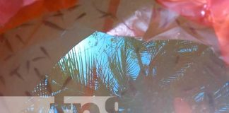 INPESCA entregó más de 150 alevines de Tilapia en San Carlos