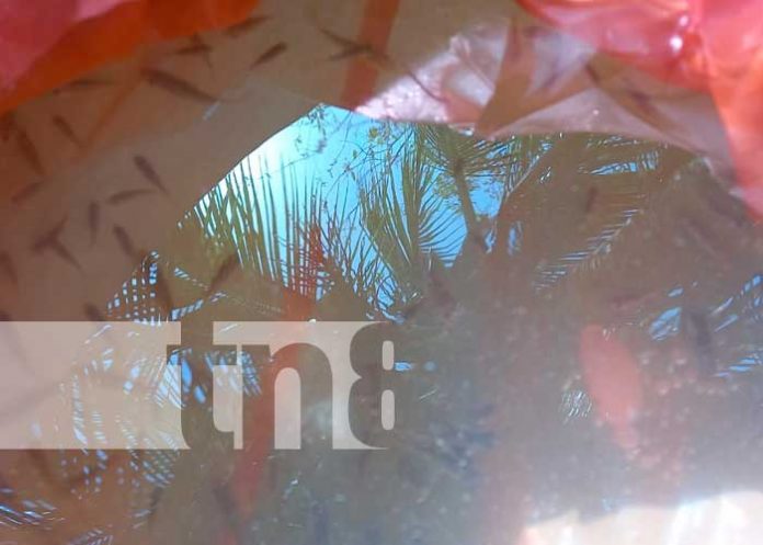 INPESCA entregó más de 150 alevines de Tilapia en San Carlos