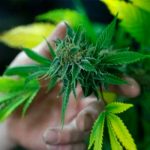 ¡Salieron fumones! Tailandia, primer país asiático con marihuana legal ¡Salieron fumones! Tailandia, primer país asiático con marihuana legal