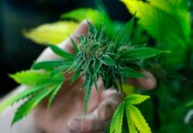 ¡Salieron fumones! Tailandia, primer país asiático con marihuana legal