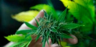 ¡Salieron fumones! Tailandia, primer país asiático con marihuana legal