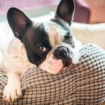 ¿Te gustaría saber lo que siente tu perro? Ahora es posible con este collar