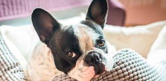 ¿Te gustaría saber lo que siente tu perro? Ahora es posible con este collar