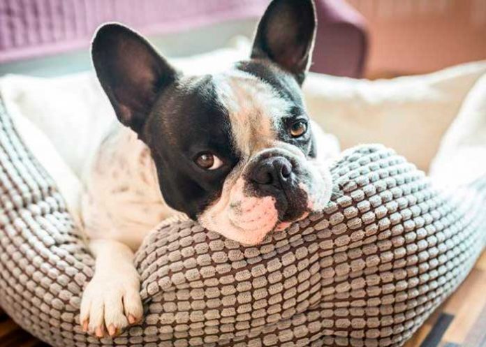 ¿Te gustaría saber lo que siente tu perro? Ahora es posible con este collar