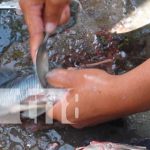 Cultivo de tilapias en Patio Saludable de Nandaime