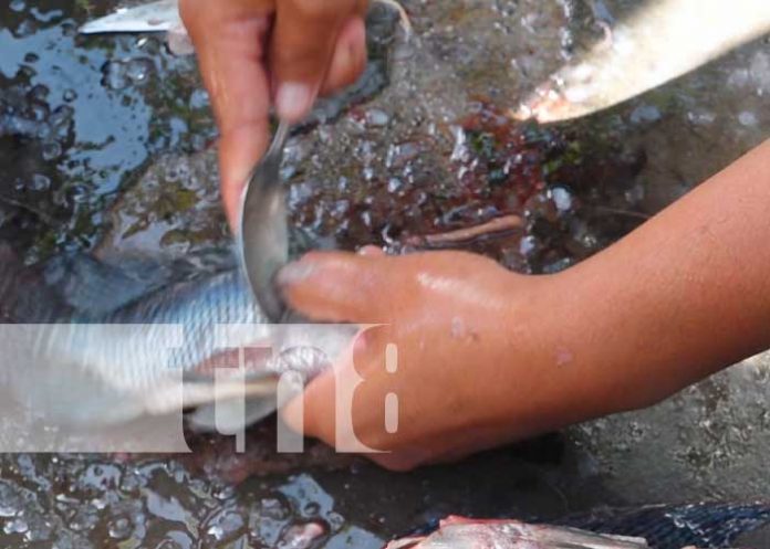 Cultivo de tilapias en Patio Saludable de Nandaime