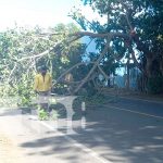 Fuertes vientos derriban parte de un árbol en San Marcos, Carazo Fuertes vientos derriban parte de un árbol en San Marcos, Carazo