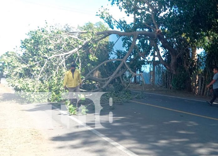 Fuertes vientos derriban parte de un árbol en San Marcos, Carazo