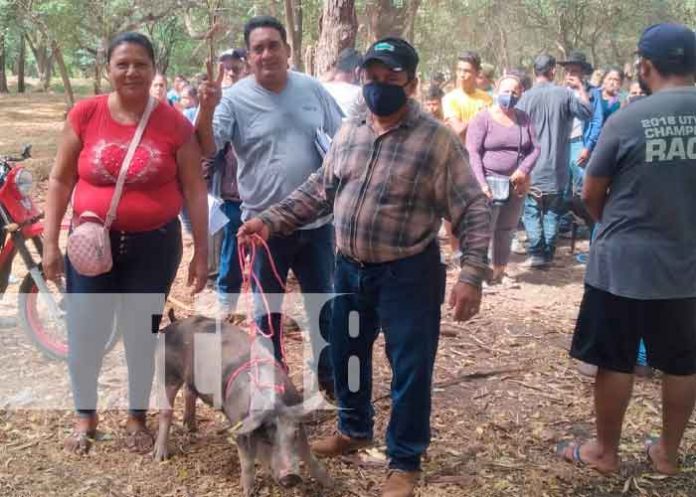 Entregan bonos de cerdas en Granada