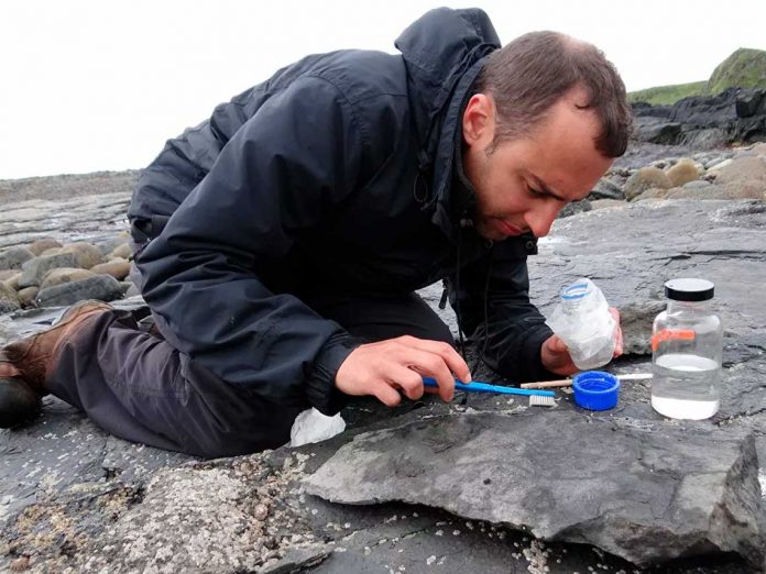 Encuentran el pterosaurio jurásico más grande del mundo en Escocia