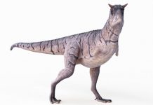 Nueva especie de dinosaurio sin brazos