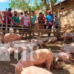 Entregan a productores de Nueva Segovia bono tecnológico de Cerdas