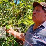 Garantizan la diversificación de cosechas para productores de Masaya Garantizan la diversificación de cosechas para productores de Masaya