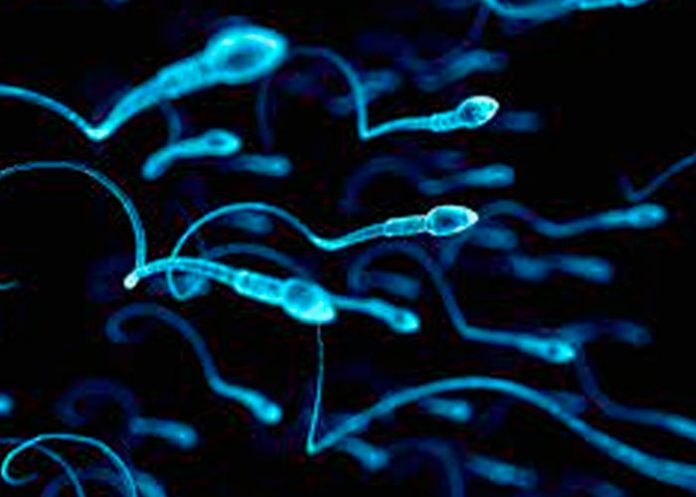 Testículos pueden ser un 