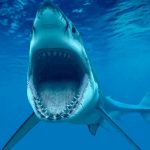 Trampas para cazar tiburón que mató a un bañista en Sídney Trampas para cazar tiburón que mató a un bañista en Sídney.