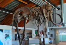 ¡Lo último! Científicos locos quieren revivir una especie de «mamut» Mamuts lanudo prehistórico