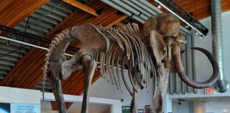 Mamuts lanudo prehistórico