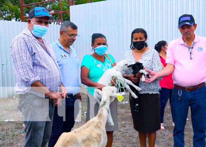 Gobierno entrega 50 bonos de ovinos y caprinos a productores de Nueva Segovia