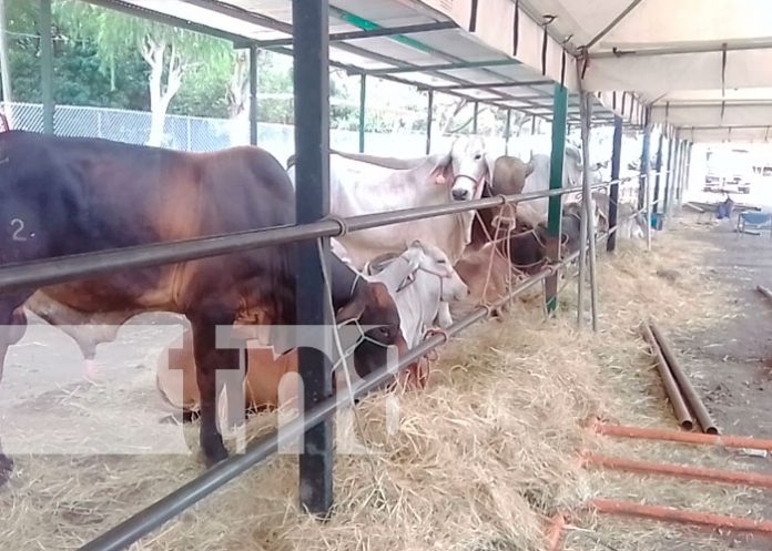 2 Fin de semana lleno de actividades en Matagalpa con la feria FAGROMAT