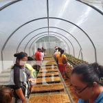 Nicaragua: Inauguran Micro túnel para producción de hortalizas en Bilwi Nicaragua: Inauguran Micro túnel para producción de Hortaliza en Bilwi