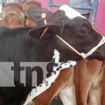 Realizan feria de la Genética de la Ganadería Bovina en Boaco