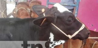 Realizan feria de la Genética de la Ganadería Bovina en Boaco