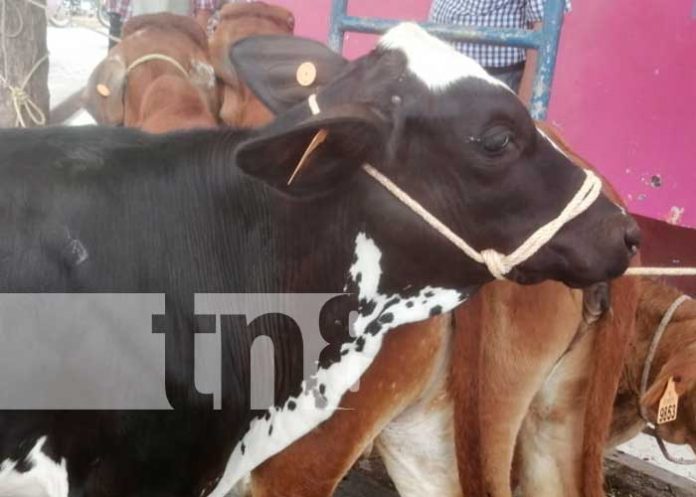 2 Realizan feria de la Genética de la Ganadería Bovina en Boaco