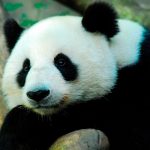 ¿Será de que los pandas se engorden con solo comer bambú?