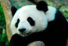 ¿Será de que los pandas se engorden con solo comer bambú? ¿Será de que los pandas se engorden con solo comer bambú?