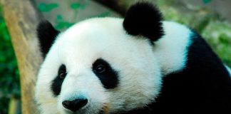 ¿Será de que los pandas se engorden con solo comer bambú?