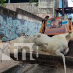 Ciudadanos de Juigalpa despiden al pintoresco Torito «Chiclan» Ciudadanos de Juigalpa despiden al pintoresco Torito "Chiclan"