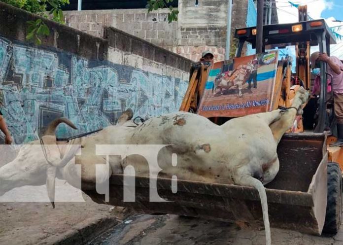 Ciudadanos de Juigalpa despiden al pintoresco Torito 