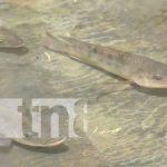 Crianza de tilapias se multiplica en la Isla de Ometepe Crianza de tilapias se multiplica en la Isla de Ometepe