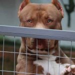 Un perro de un refugio de animales mata a una mujer en Miami Un perro de un refugio de animales mata a una mujer en Miami