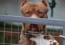 Un perro de un refugio de animales mata a una mujer en Miami