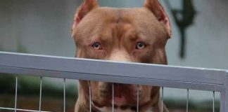 Un perro de un refugio de animales mata a una mujer en Miami
