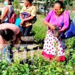 Entregan micro túnel para producción de plantas de hortalizas en Siuna Entregan micro túnel para producción de plantas de hortalizas en Siuna