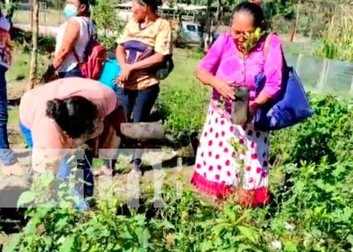 Entregan micro túnel para producción de plantas de hortalizas en Siuna