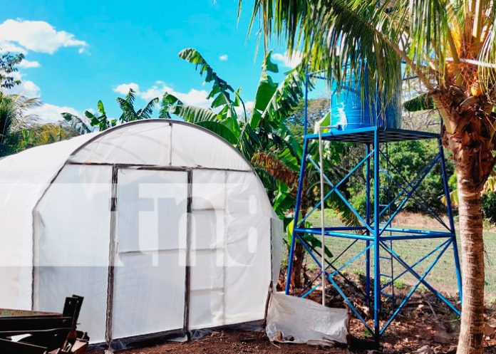 Inauguran micro túnel para producir plántulas de hortalizas en Boaco