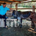 Programa de inseminación artificial en Matagalpa obtiene resultados Programa de inseminación artificial en Matagalpa obtiene resultados