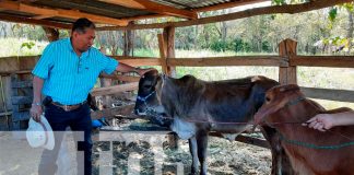 Programa de inseminación artificial en Matagalpa obtiene resultados