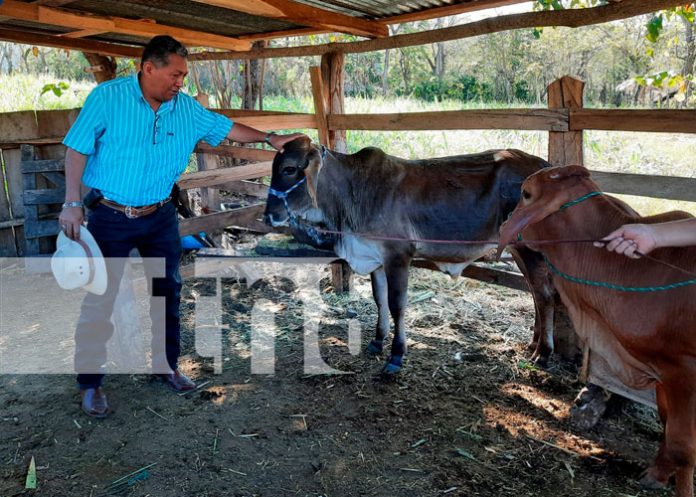 Programa de inseminación artificial en Matagalpa obtiene resultados